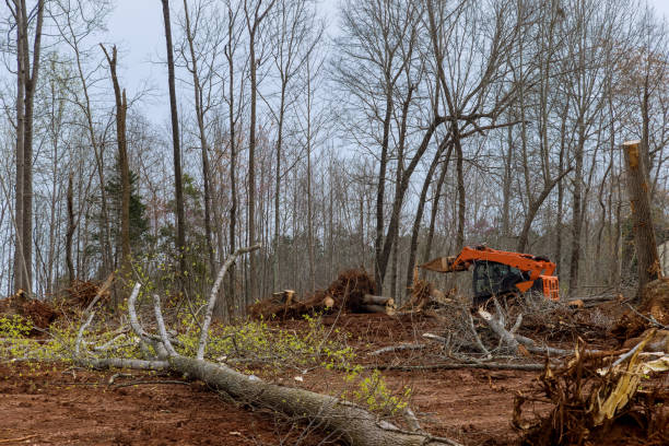 How Our Tree Care Process Works  in  Ford City, PA
